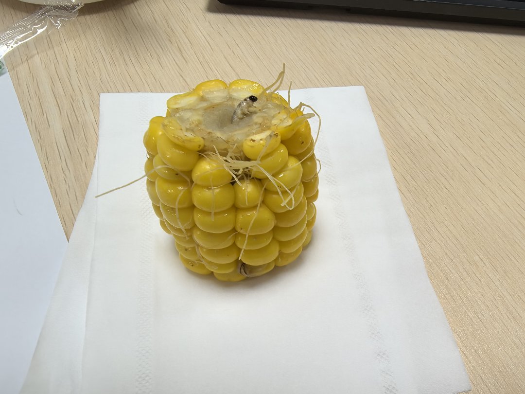 长这么大第一次见到🌽的🐛1