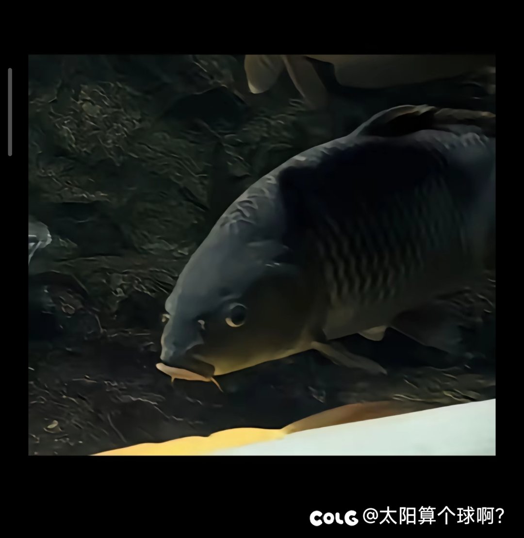 强者从不抱怨环境，哪怕它只是一条鲤鱼2