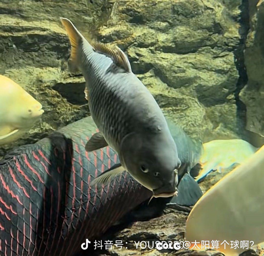 强者从不抱怨环境，哪怕它只是一条鲤鱼3