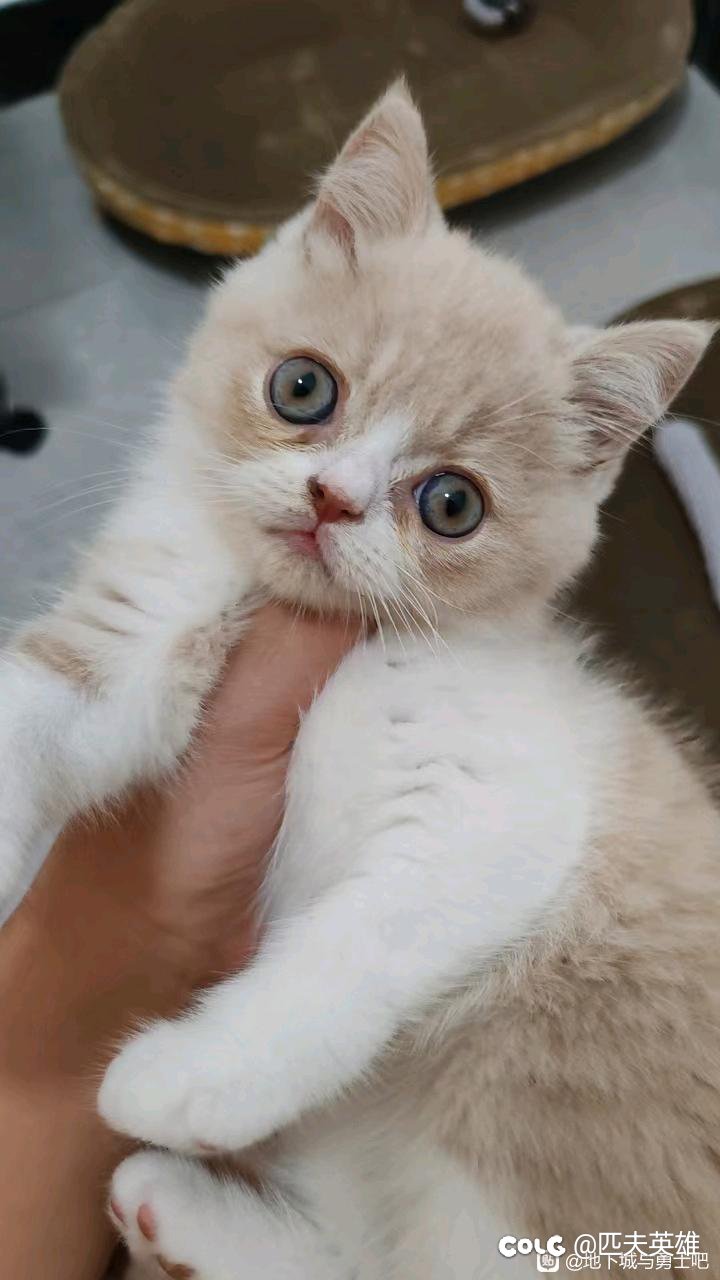 现在还有闪光惊喜党吗1