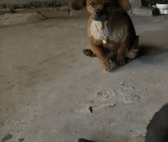 求鳗鱼大佬分析分析1