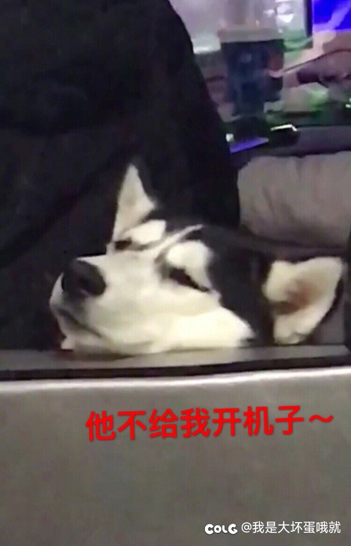 勋章淘汰的补偿一定要选龙珠！！！2