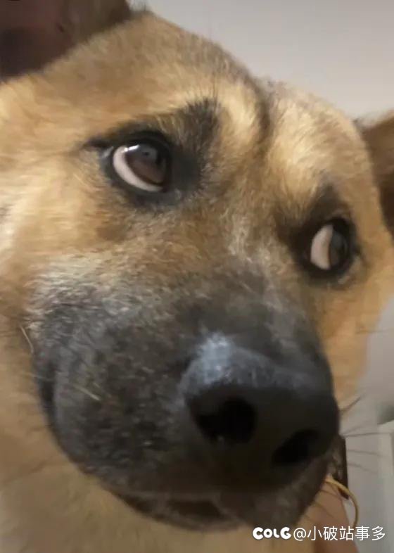 巨龙活动上线没有领取到龙珠的集合！1