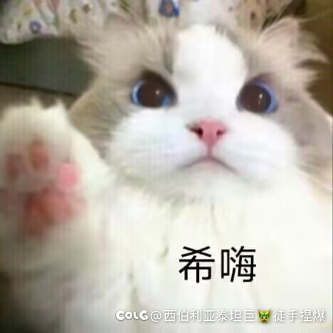 跨六大型交流群野猪收人1