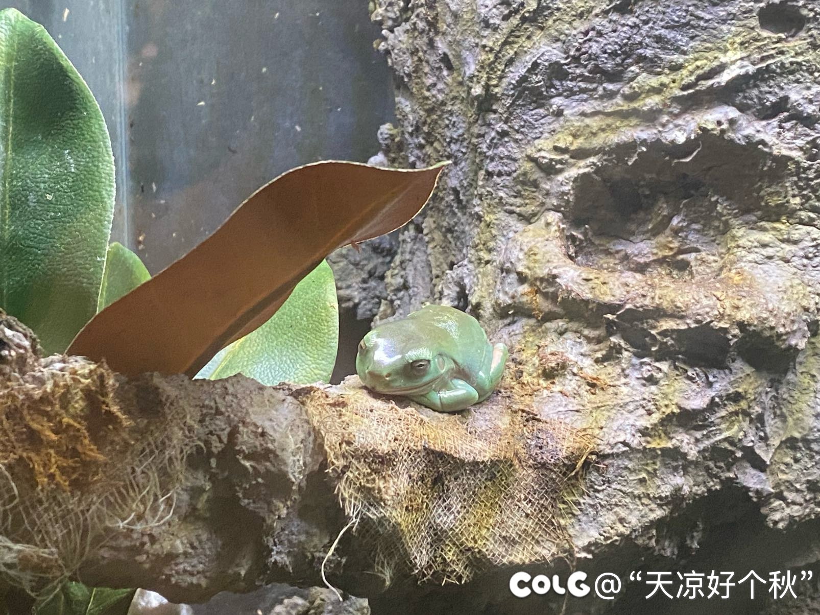 遛遛娃，次次饭3