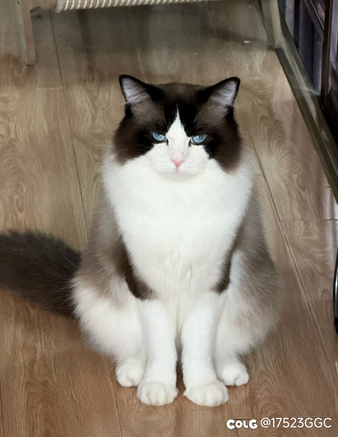 跨一公会小团体招点小伙伴开荒野猪！4