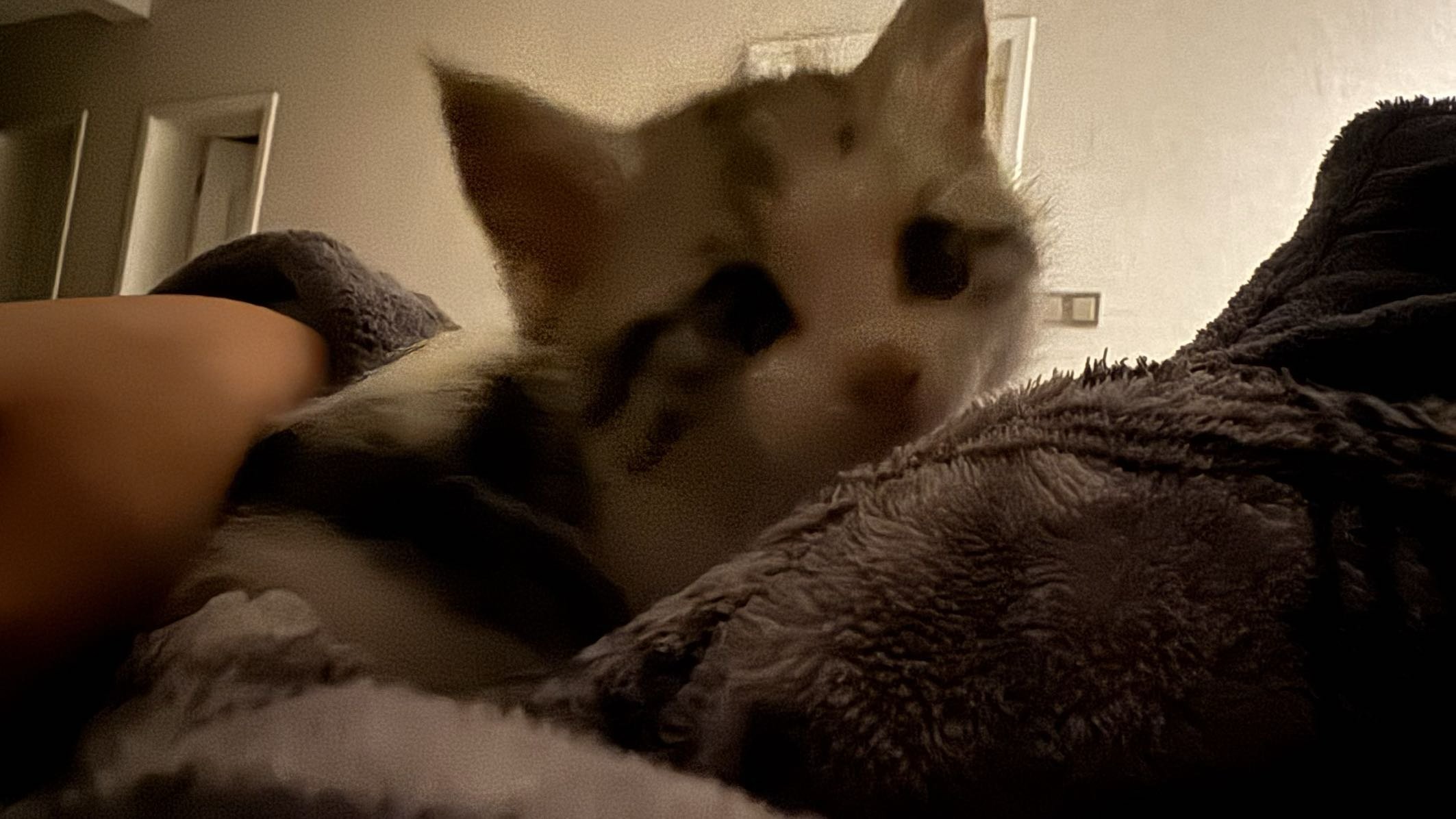 拥有以后就觉得，猫好笨1