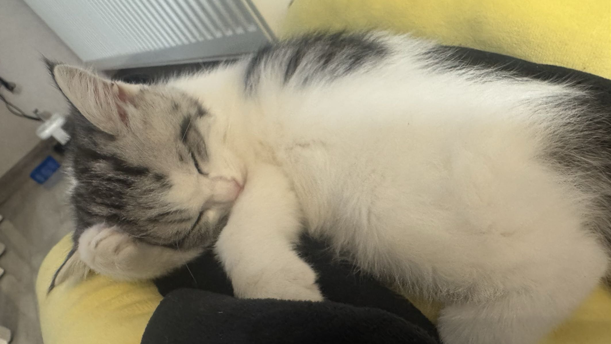 拥有以后就觉得，猫好笨4