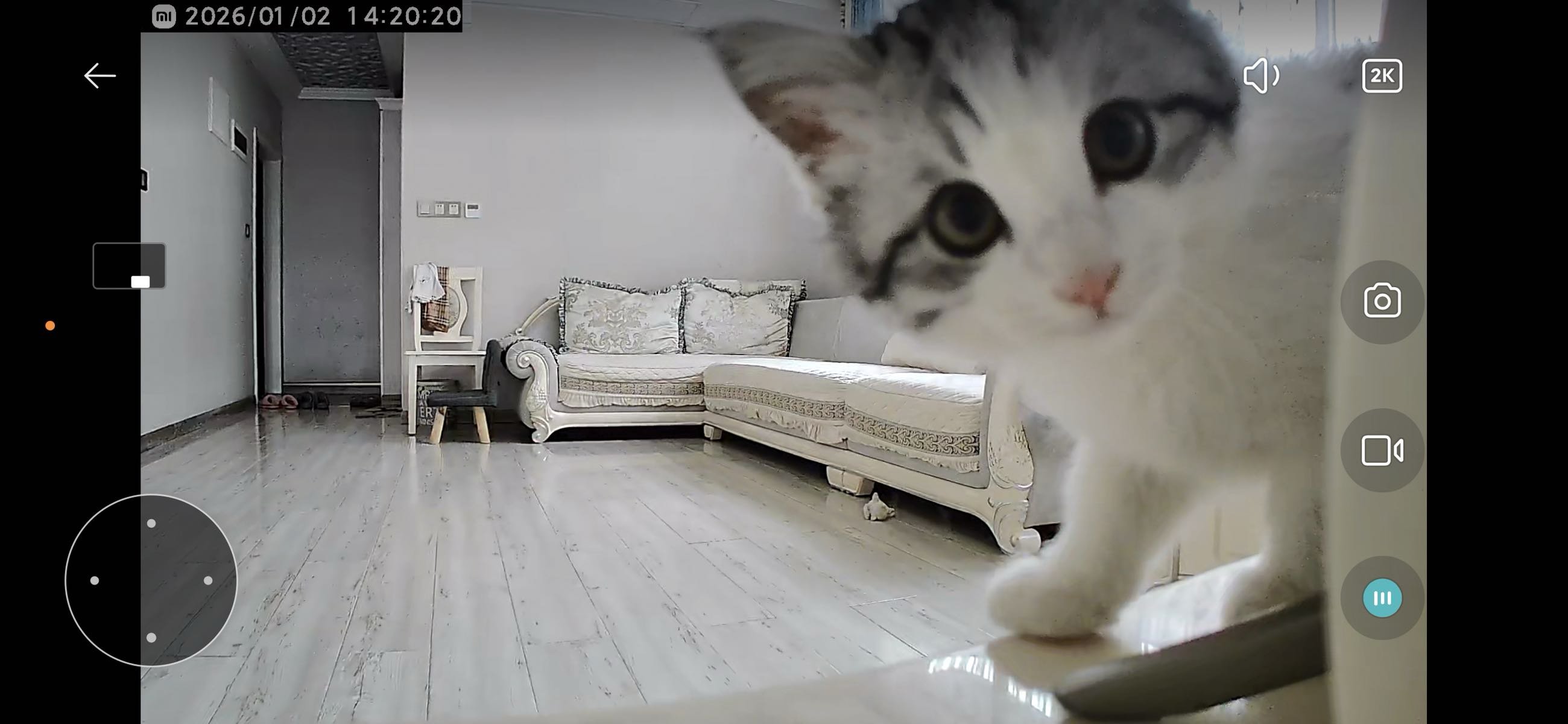 拥有以后就觉得，猫好笨8