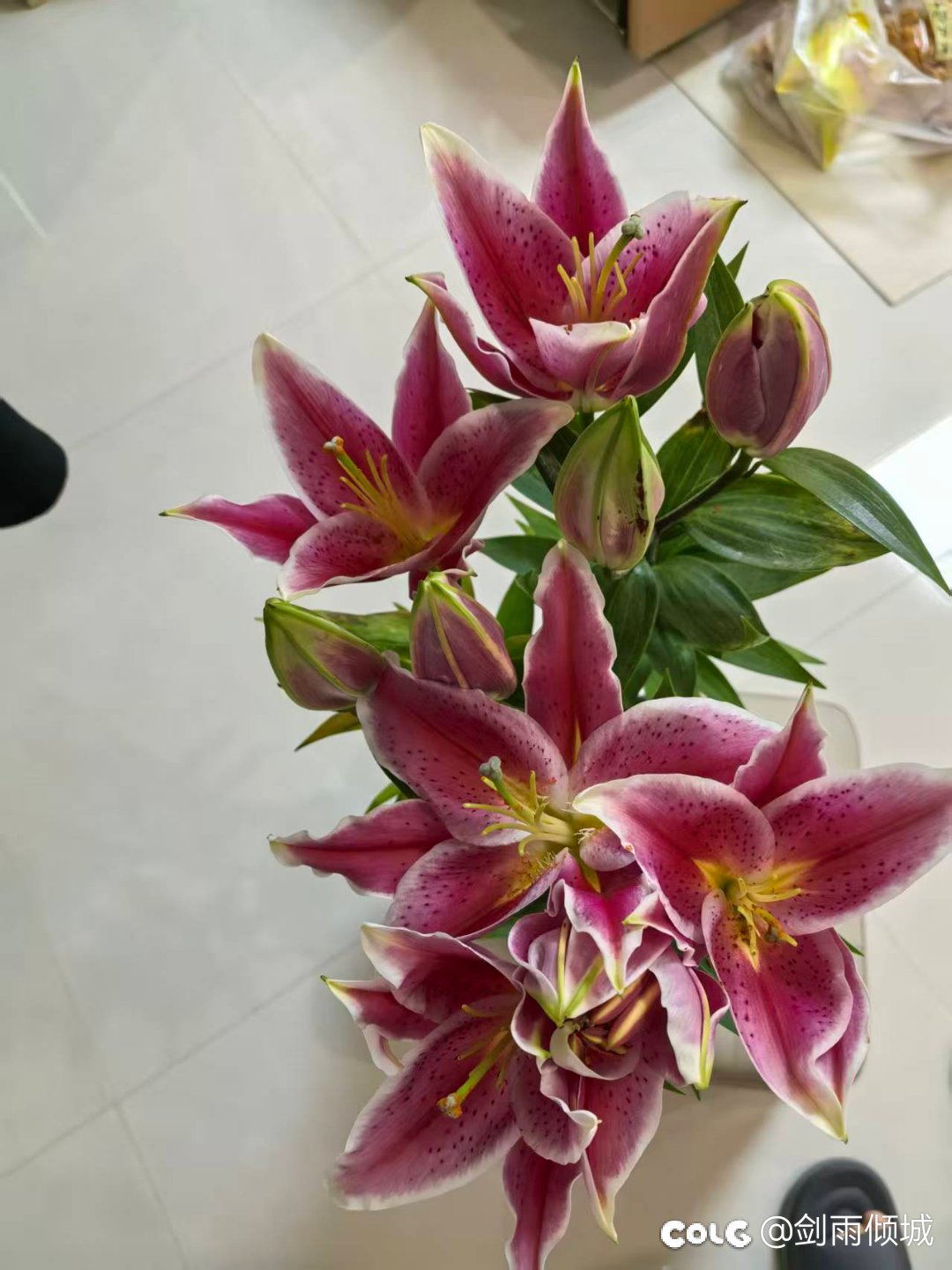 到岁数了，开始养花了1