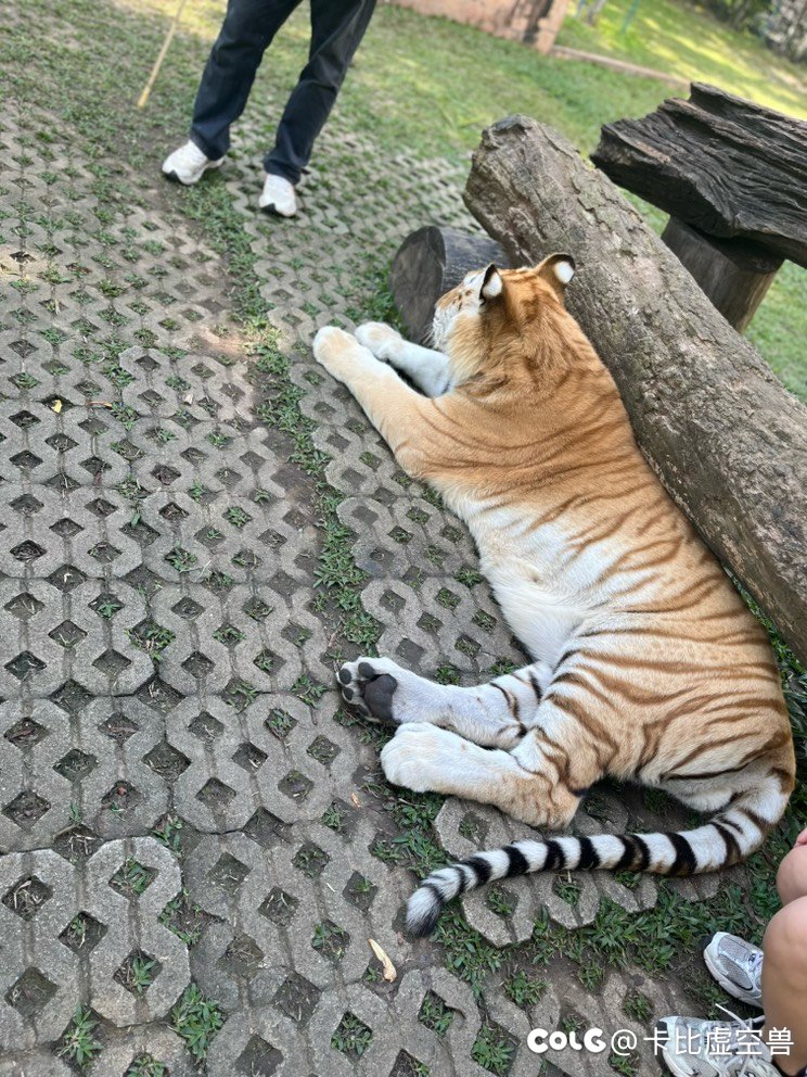 唉，天天听C友们的，买至尊不如这个不如那个的，七天花了3轮至尊。1