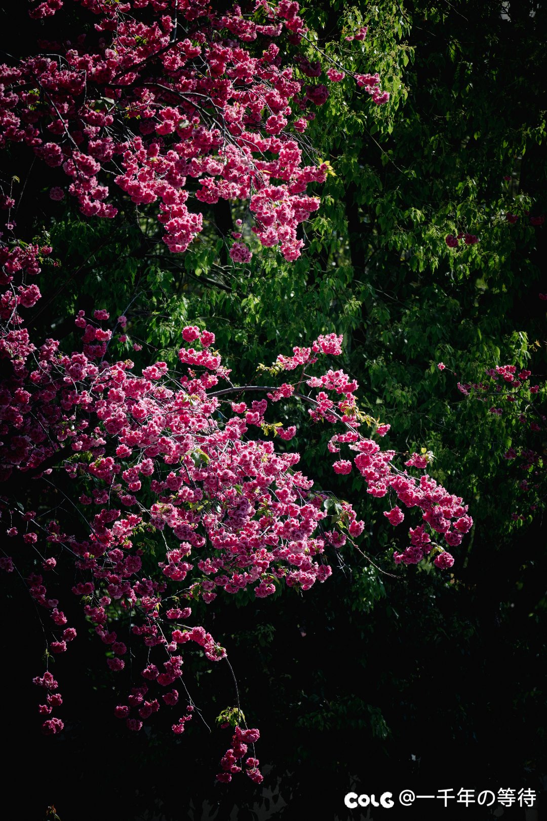 去云南玩几天11