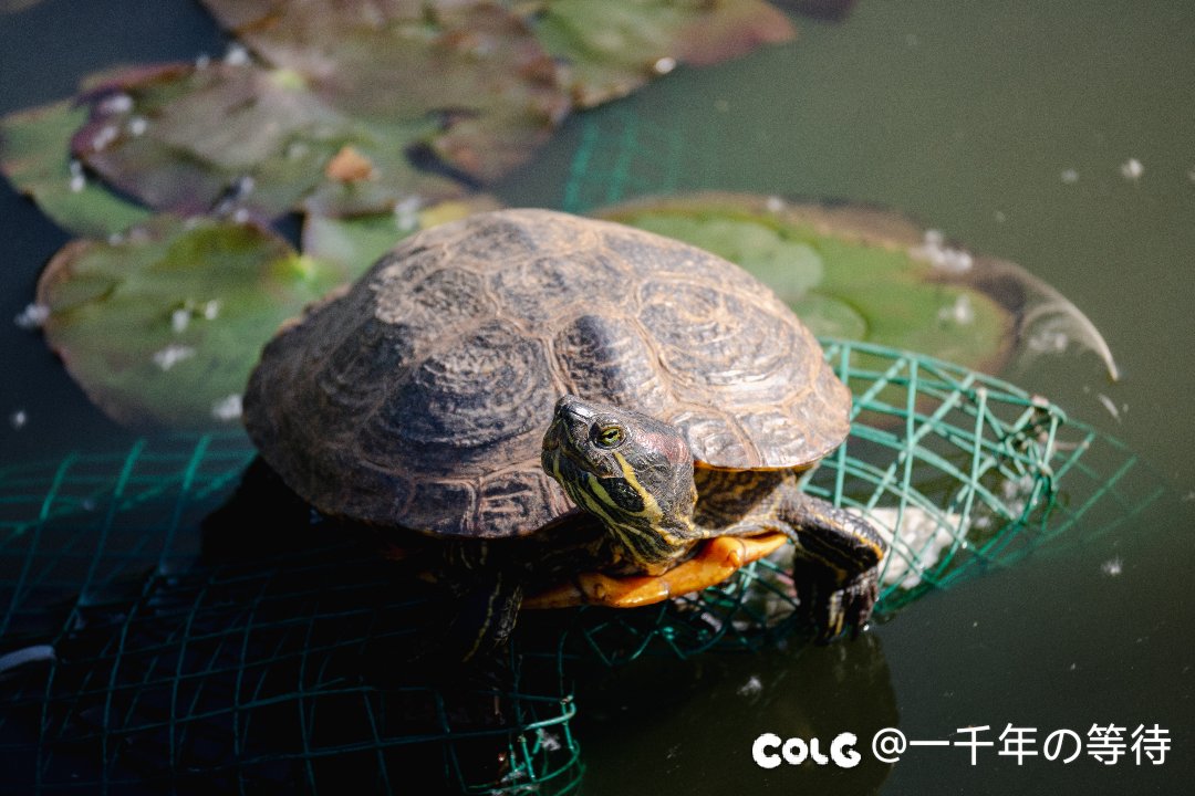 去云南玩几天12