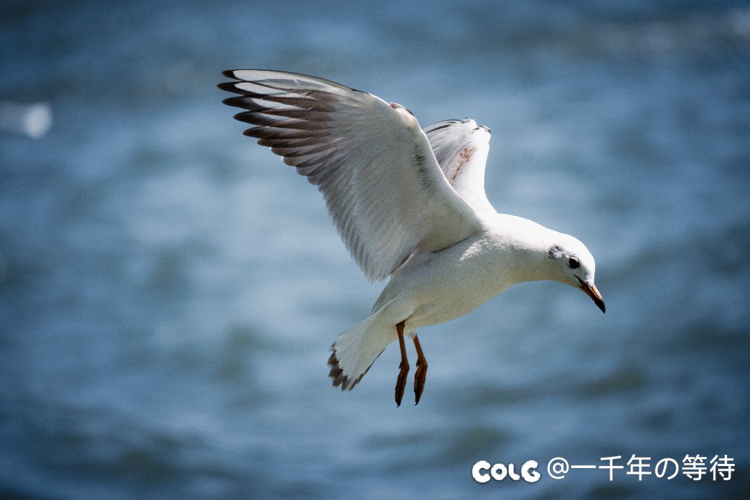 龙门原来就这么小一个……3