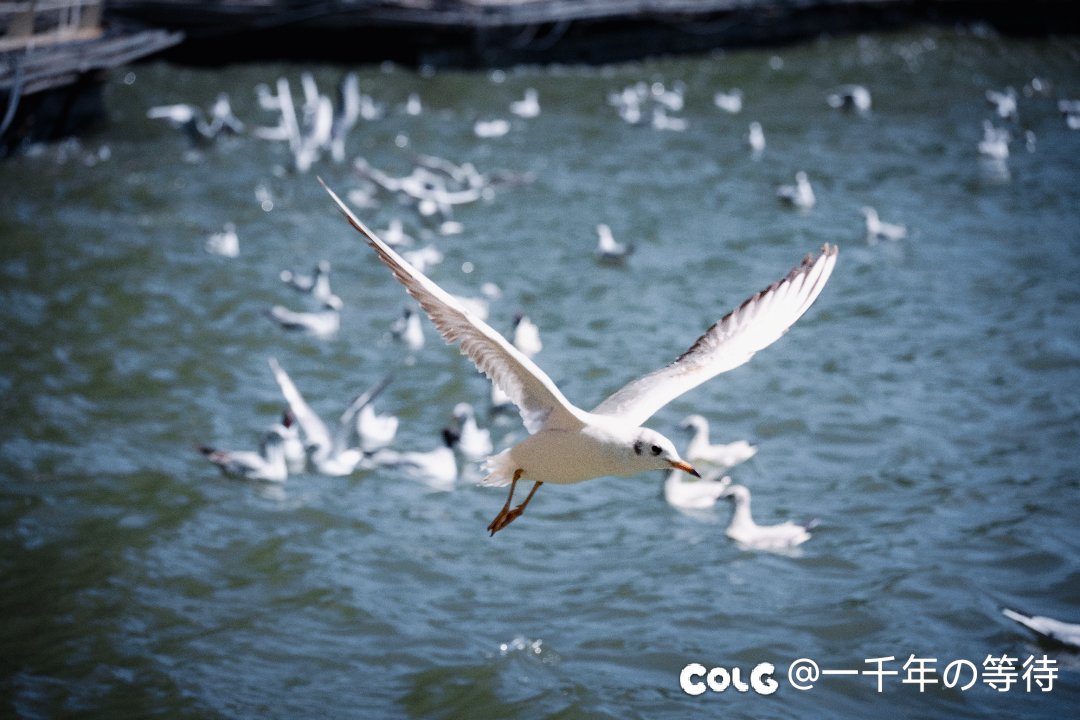 龙门原来就这么小一个……10